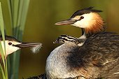 Great Crested Grebe (Podiceps cristatus) parent giving feather to chick