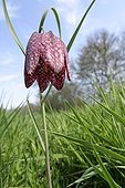 Common fritillary in bloom in a wet meadow France