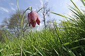 Common fritillary in bloom in a wet meadow France
