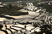 Rice plantations of mountain in terrace twilight Yunnan China