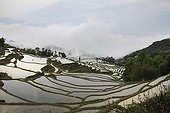 Rice plantations of mountain in terrace in the fog Yunnan China