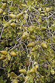 Acorns and branch of Kermes oak