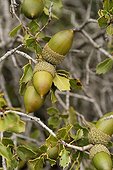 Acorns and branch of Kermes oak