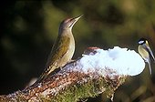 Grey-headed woodpecker and Great Tit on snow-covered branch