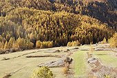 Larch forest in automn Clarée valley France