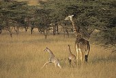 Family of Masaï Giraffe in African savanna Kenya