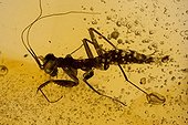 Fossil Mantis in Amber Dominican Republic ; Dominican amber comes from extinct species of tropical broadleaf trees of the genus Hymenaea, Legume family.