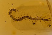 Fossil Centipede in Amber Dominican Republic ; 15-40 million years old.<br>Dominican amber comes from extinct species of tropical broadleaf trees of the genus Hymenaea, Legume family.