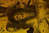 Fossil Millipede in Amber Dominican Republic ; 15-40 million years old.<br>Dominican amber comes from extinct species of tropical broadleaf trees of the genus Hymenaea, Legume family.