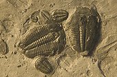 Fossil Trilobites Millard County Utah USA
