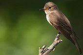 Spotted flycatcher on a branch Switzerland