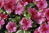 New nuance of pink for a Periwinkle California the USA ; Company Waller Flowerseed
