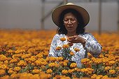 Collect pollen by an employee California the USA ; Report: “In the secrecy of the flowers”.