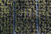 Young growths cultivated under greenhouse for research USA ; Report: “In the secrecy of the flowers”.