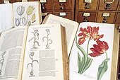 Tulip Bibliography of the XVIIe century Leiden Netherland