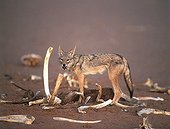 Male Gilded jackal showing the hooks close to bone Sahara
