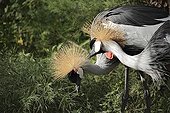 Couples crowned Crane ; African reserve of Sigean France
