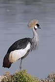 Couples crowned Crane ; African reserve of Sigean France