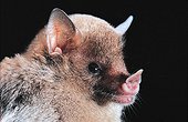 Portrait of an Insular Single-leaf Bat Guadeloupe