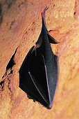 Greater Horseshoe Bat hibernating in a yellow-earth career ; Near the city of Roussillon