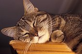 Portrait of a cat European sleeping on a piece of furniture France