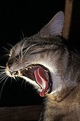Portrait of a European cat yawning