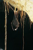Lesser Horseshoe Bat hibernating suspended at a root
