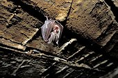 Young Lesser Horseshoe Bat suspended on a barn ceiling