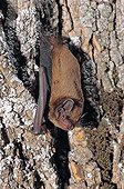 Lesser Noctule posed on a tree trunk in Provence France