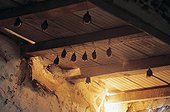 Colony of Lesser Horseshoe Bats in a log cabin Provence
