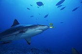 Grey reef shark and golden trevallies