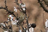 Finch of the trees in an Almond tree in flower Vaucluse France