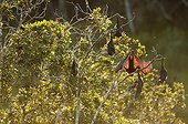 Madagascan Flying Fox suspended on tree branches ; Area of Moramangue.  The Malagasy Flying Foxes are along the day suspended to the branches and will nourish fruits at night. They are essential for the dissemination of seeds of the fruit trees, and thus for reforestation.