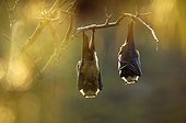 Madagascan Flying Fox suspended on tree branches ; Area of Moramangue.  The Malagasy Flying Foxes are along the day suspended to the branches and will nourish fruits at night. They are essential for the dissemination of seeds of the fruit trees, and thus for reforestation.