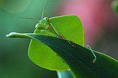 Hooded Mantis on a leaf Costa Rica