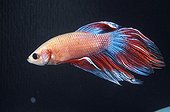 Male Fighting fish swimming
