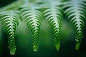 Young fern leafing France