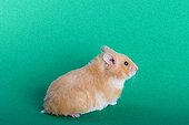 Hamster domesticates on plain bottom 