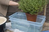Repotting thyme in May