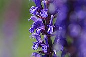 Sage in bloom