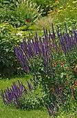 Sage in bloom in a garden