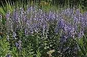 Bellflower in bloom in a garden