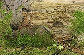 Bark beetle galleries on a trunk Bialowieza Poland