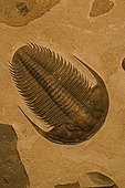 Trilobite Fossil Yakutia Russia ; Lower Cambrian