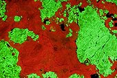Fluorescent Minerals Willemite and Calcite New Jersey USA