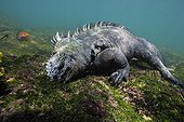 Marine Iguana feeding on green algae underwater Galapagos ; World's only lizard which feeds in the ocean