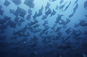 Smoothtail Mobula rays Galapagos Pacific Ocean