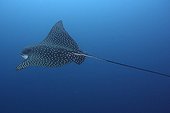 Spotted Eagle Ray Galapagos