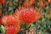 Pincushion in bloom South Africa