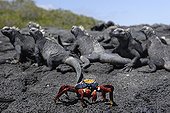 Sally Light Foot Crab and Marine Iguanas Galapagos Islands